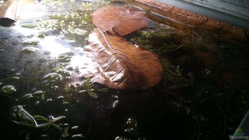 Einige Seemandelbaum Blätter liegen auf dem Hornkraut ..Das Weibchen nutzt sie gerne von AquaTobi90 (39)