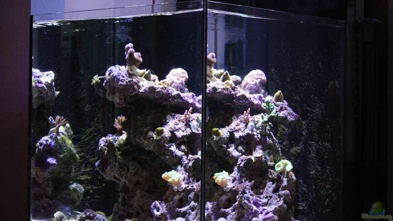 Aquarium Hauptansicht von Aqua Medic Blenny von luki79 (1)