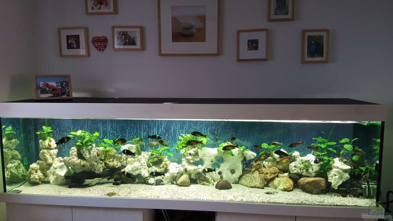 Mein Aquarium 2,50x0,60x0,60 Meter von Bernhard Fritsch (1)