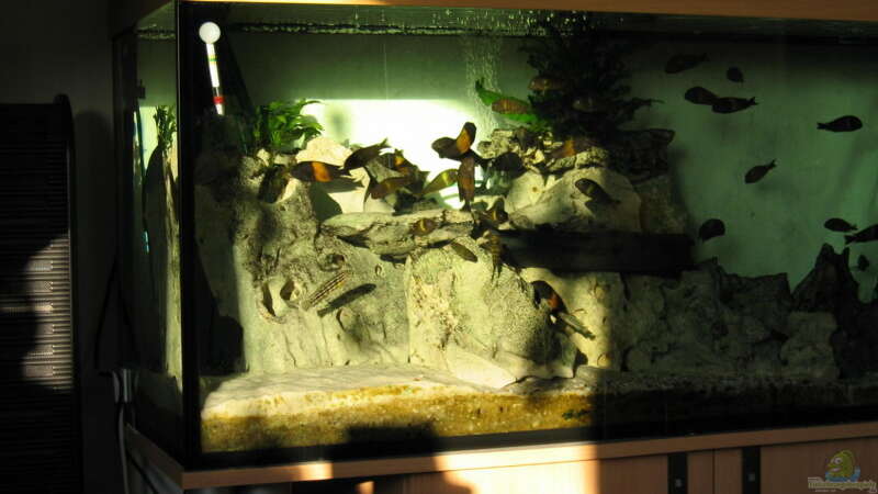 Aquarium Becken 335 von Dirk Bommes (3)
