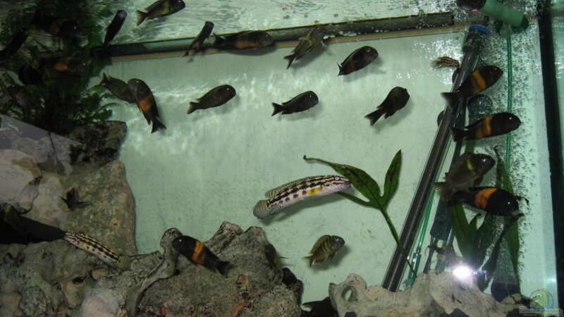 Besatz im Aquarium Becken 335 von Dirk Bommes (11)