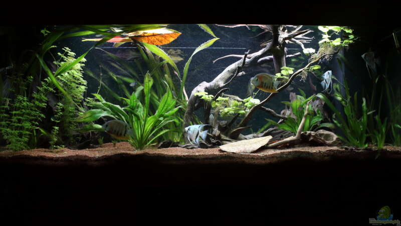 Aquarium Hauptansicht von Juwel Rio 400 von Marcus Mue (1)