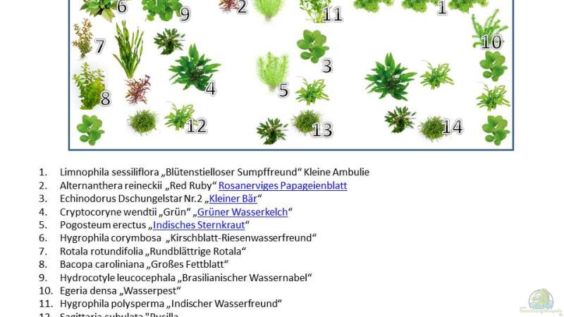 Pflanzenplan von paindrummer (4)