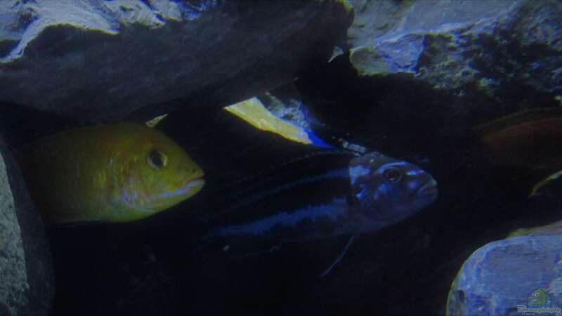 Besatz im Aquarium Mbuna Tempel von Rinsu (18)