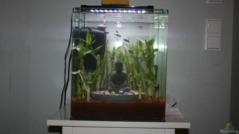 Aquarium Buddha bei die Fische von Bawitdaba (10)