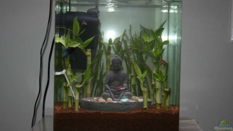 Aquarium Buddha bei die Fische von Bawitdaba (11)