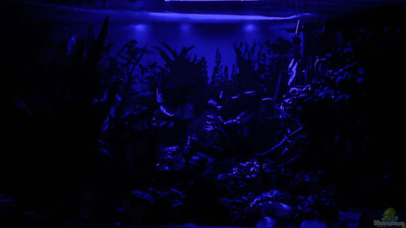 2017 Mein Aquarium mit eingeschaltetem Mondlicht von Herr Lampe (24)