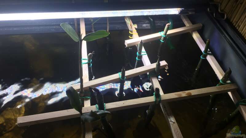 Aquarium Brackwasser-Mangroventümpel von Kugelfisch (2)