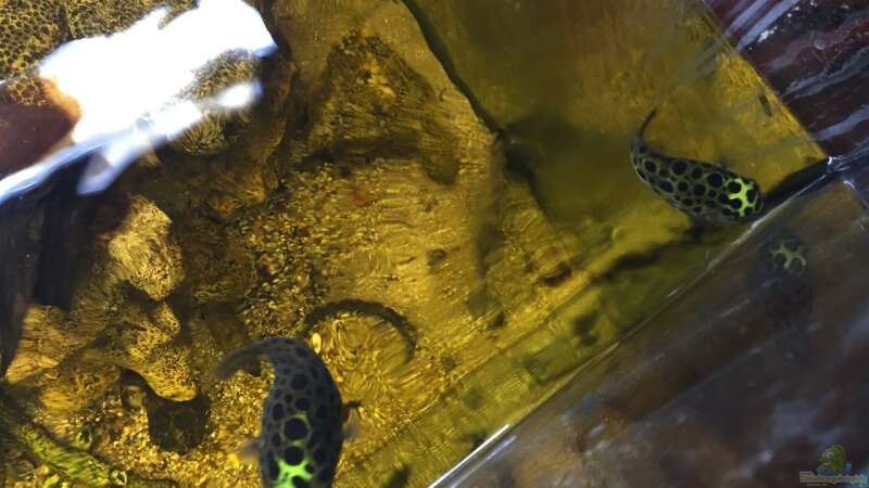 Besatz im Aquarium Brackwasser-Mangroventümpel von Kugelfisch (6)