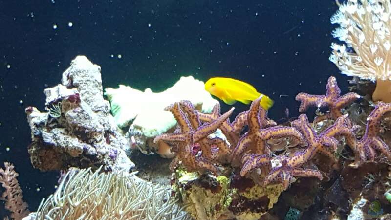 Gelbe Korallengrundel gobiodon okinawae  von joau (14)