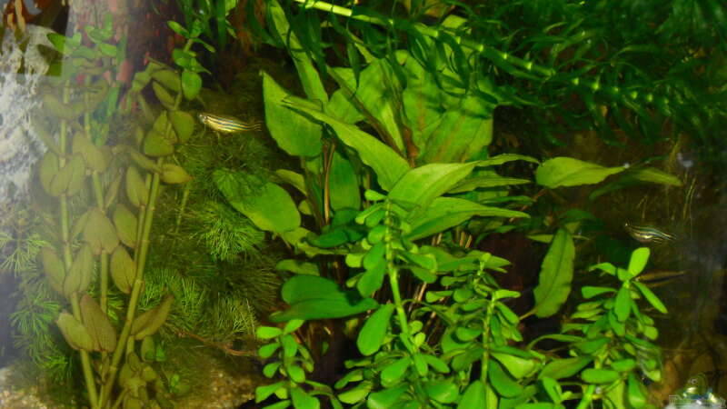 Pflanzen im Aquarium Greenscaping first one von Scaper (3)