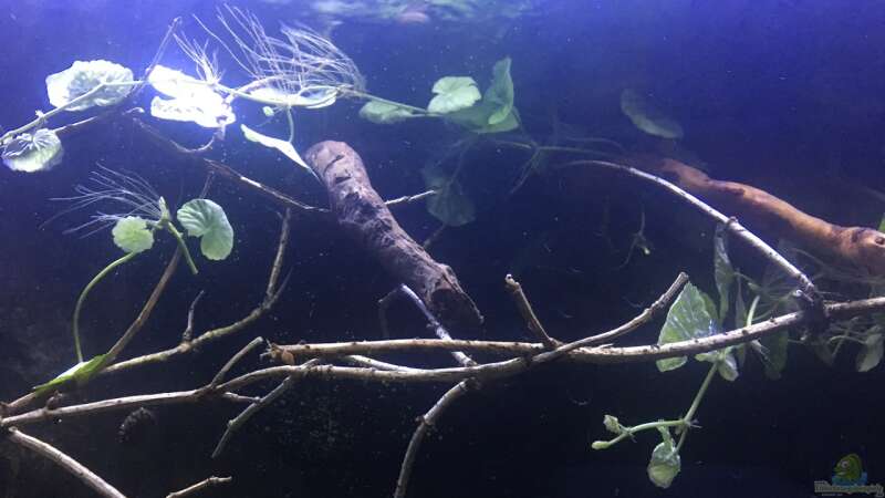 Pflanzen im Aquarium DARK ROOTS (aufgelöst) von der Steirer (35)