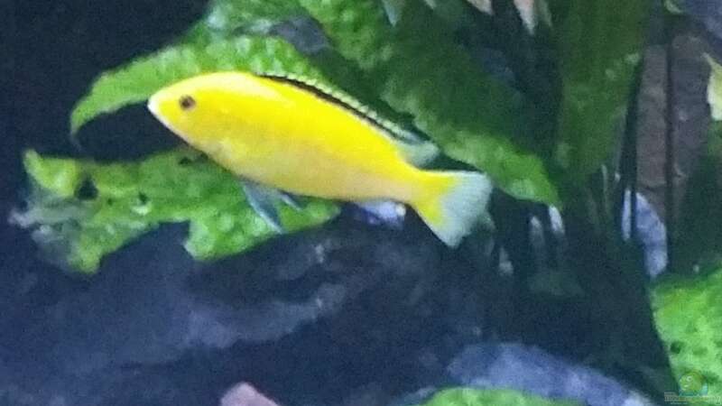 Labidochromis Yellow von Uncas (26)