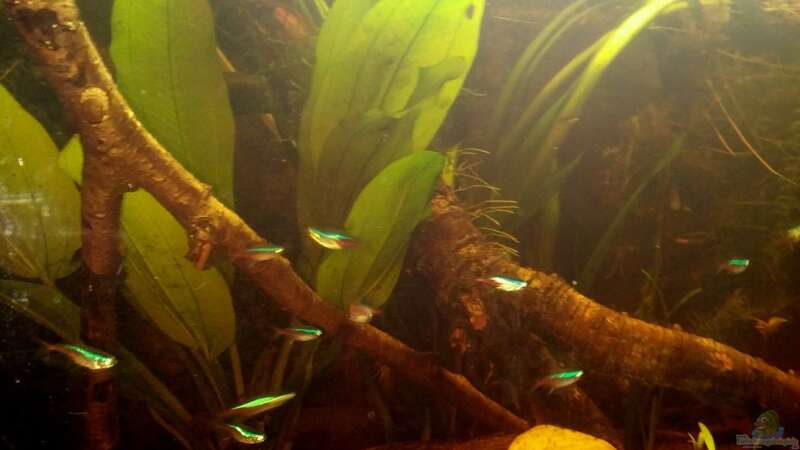 Aquarium Mein erstes Schwarzwasserbecken von wid (2)