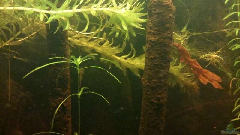 Dekoration im Aquarium Mein erstes Schwarzwasserbecken von wid (10)