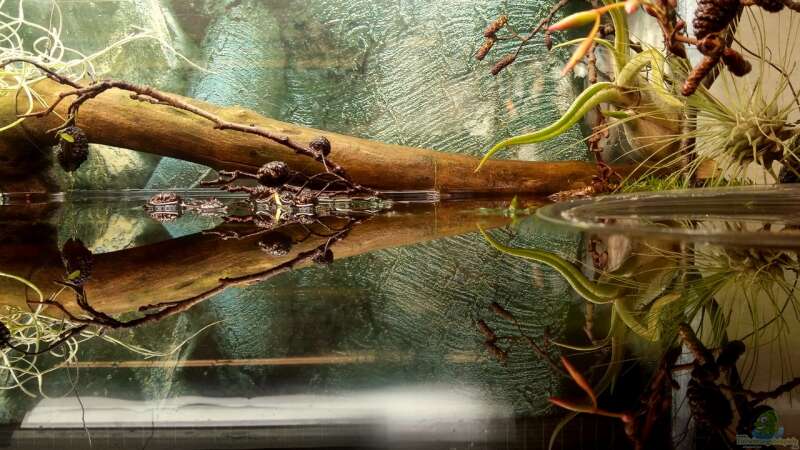 Dekoration im Aquarium Mein erstes Schwarzwasserbecken von wid (12)