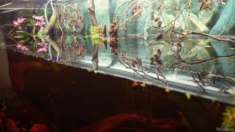 Dekoration im Aquarium Mein erstes Schwarzwasserbecken von wid (15)
