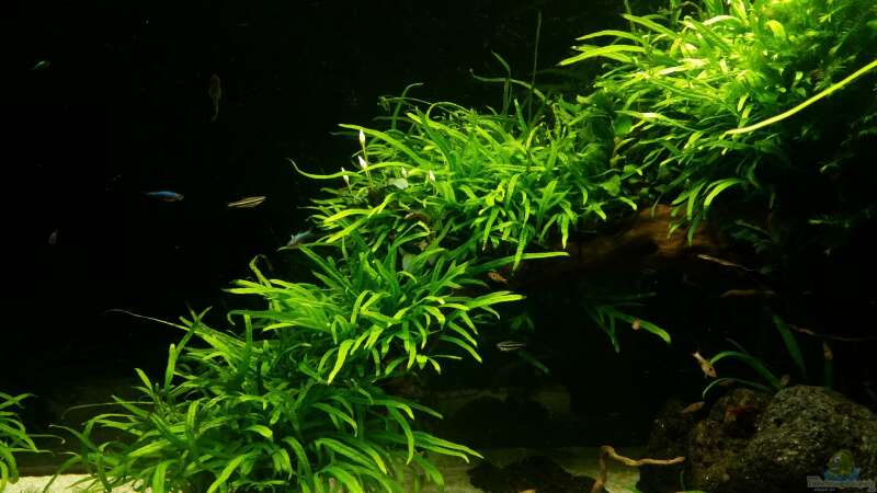 Aquarium Kleine Fische nur noch als Beispiel von PanzerwelsFan (3)