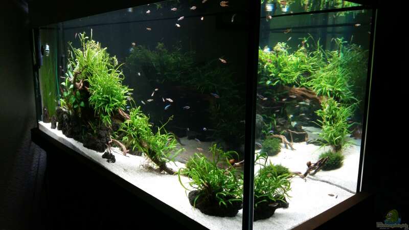 Aquarium Kleine Fische nur noch als Beispiel von PanzerwelsFan (4)