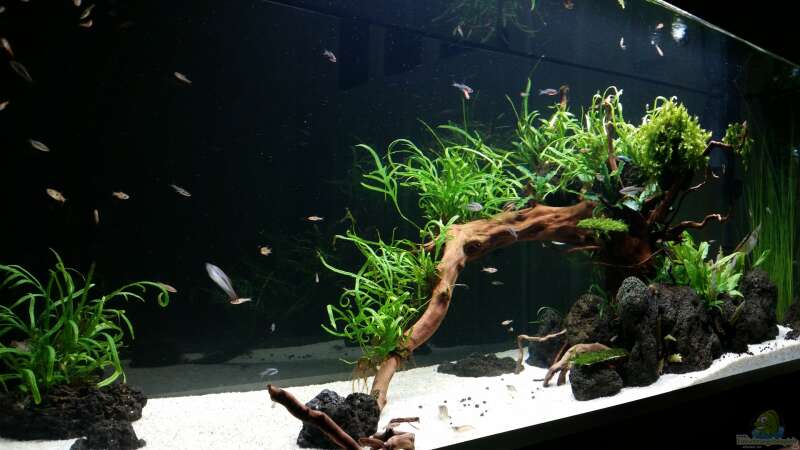 Aquarium Kleine Fische nur noch als Beispiel von PanzerwelsFan (5)