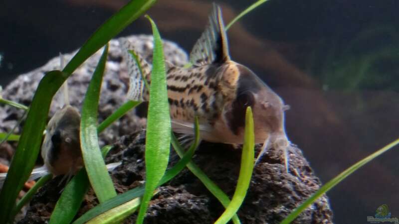Besatz im Aquarium Kleine Fische nur noch als Beispiel von PanzerwelsFan (22)