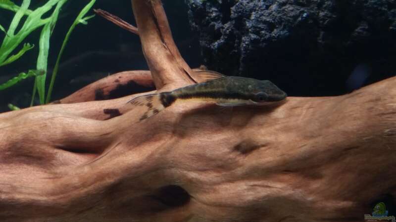 Besatz im Aquarium Kleine Fische nur noch als Beispiel von PanzerwelsFan (24)