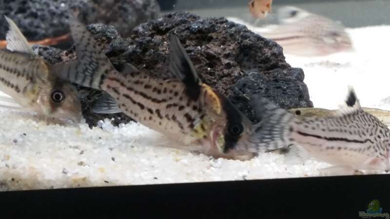 Besatz im Aquarium Kleine Fische nur noch als Beispiel von PanzerwelsFan (26)