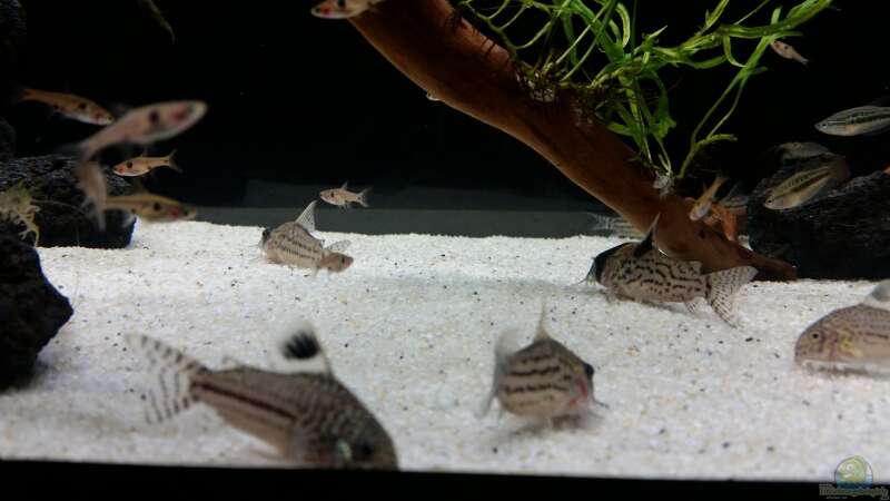 Besatz im Aquarium Kleine Fische nur noch als Beispiel von PanzerwelsFan (28)