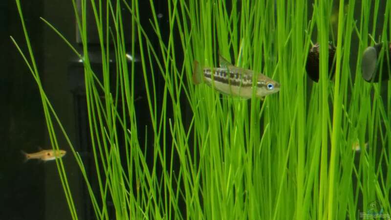 Besatz im Aquarium Kleine Fische nur noch als Beispiel von PanzerwelsFan (29)