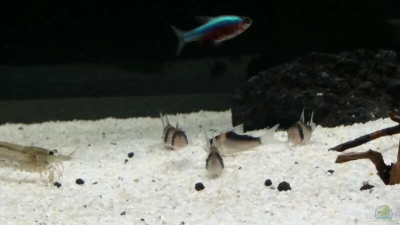 Besatz im Aquarium Kleine Fische nur noch als Beispiel von PanzerwelsFan (38)