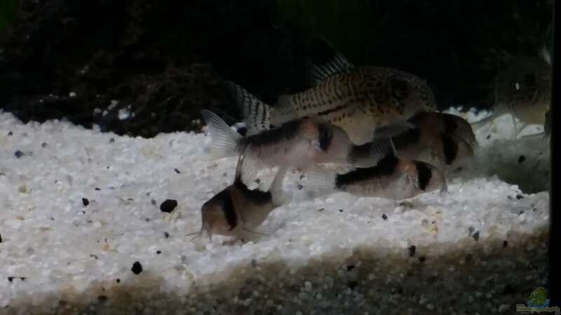 Besatz im Aquarium Kleine Fische nur noch als Beispiel von PanzerwelsFan (40)