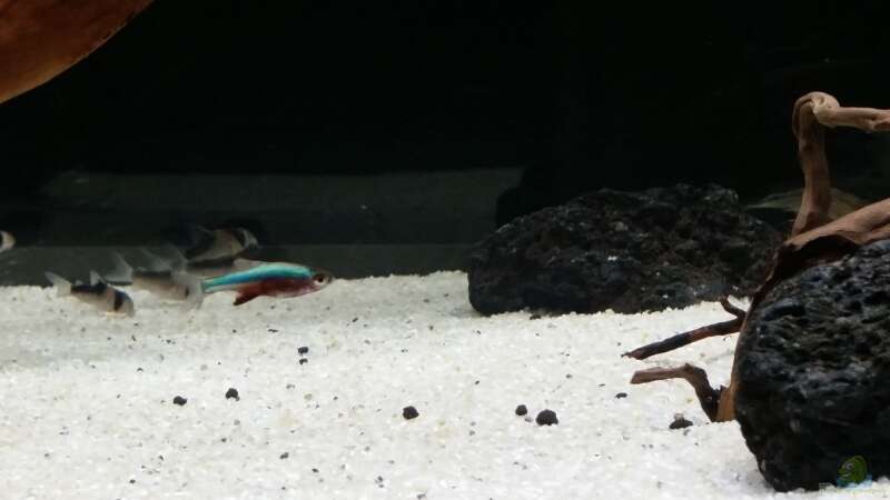 Besatz im Aquarium Kleine Fische nur noch als Beispiel von PanzerwelsFan (43)