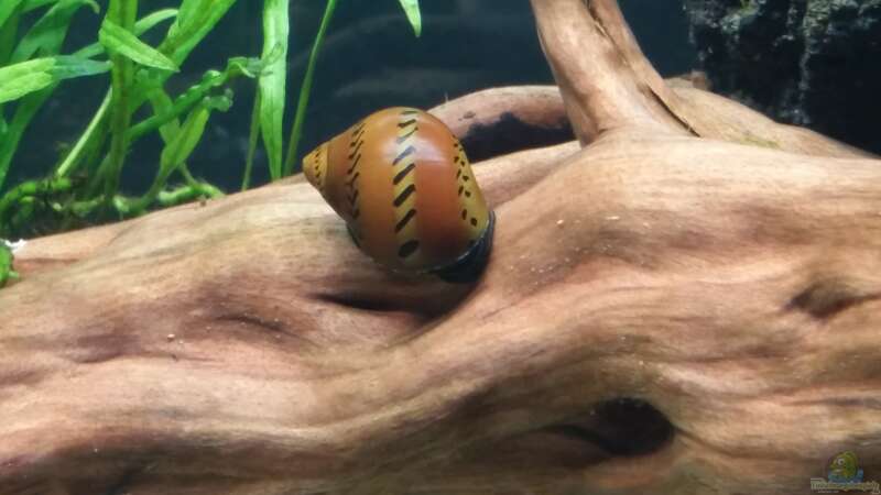 Besatz im Aquarium Kleine Fische nur noch als Beispiel von PanzerwelsFan (44)