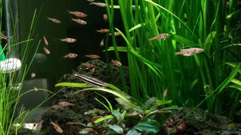 Besatz im Aquarium Kleine Fische nur noch als Beispiel von PanzerwelsFan (47)