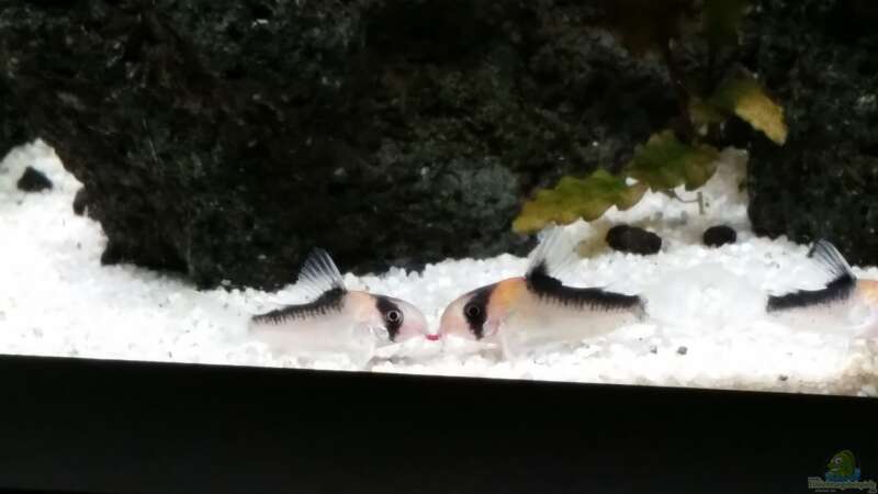 Besatz im Aquarium Kleine Fische nur noch als Beispiel von PanzerwelsFan (48)
