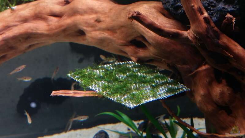 Pflanzen im Aquarium Kleine Fische nur noch als Beispiel von PanzerwelsFan (11)