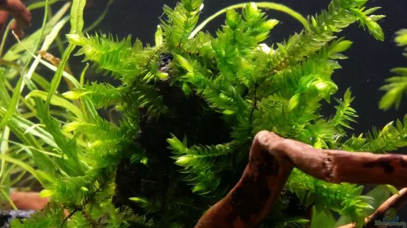Pflanzen im Aquarium Kleine Fische nur noch als Beispiel von PanzerwelsFan (12)