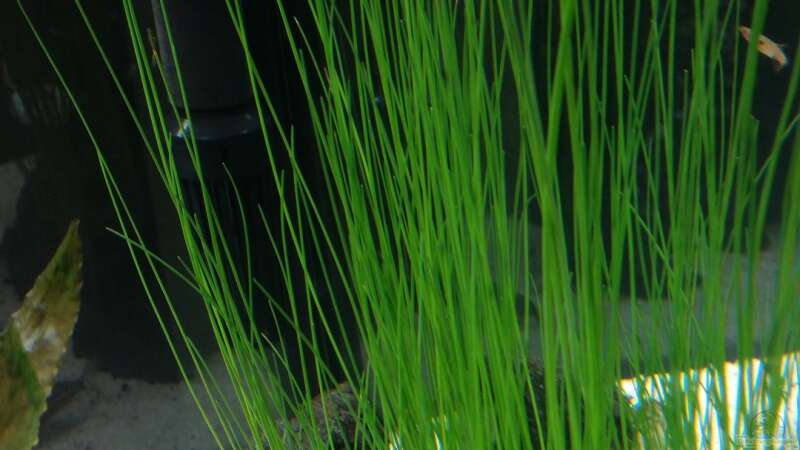 Pflanzen im Aquarium Kleine Fische nur noch als Beispiel von PanzerwelsFan (13)