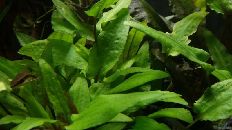 Pflanzen im Aquarium Kleine Fische nur noch als Beispiel von PanzerwelsFan (15)