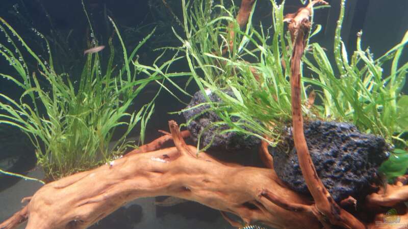 Pflanzen im Aquarium Kleine Fische nur noch als Beispiel von PanzerwelsFan (16)