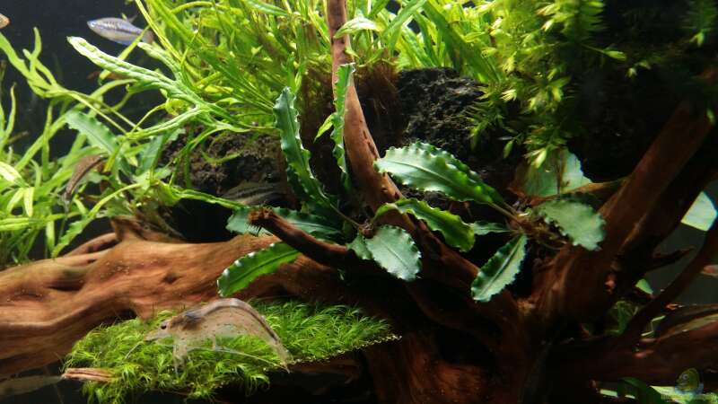 Pflanzen im Aquarium Kleine Fische nur noch als Beispiel von PanzerwelsFan (17)