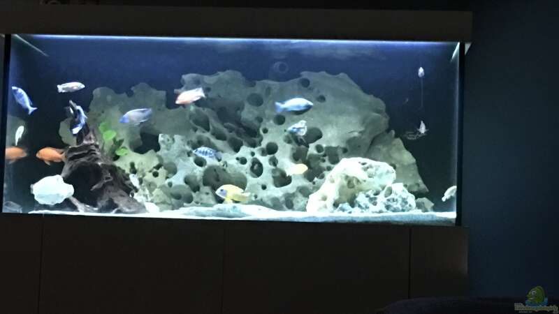 Aquarium Malawi Deep von Patrik Rösch (3)