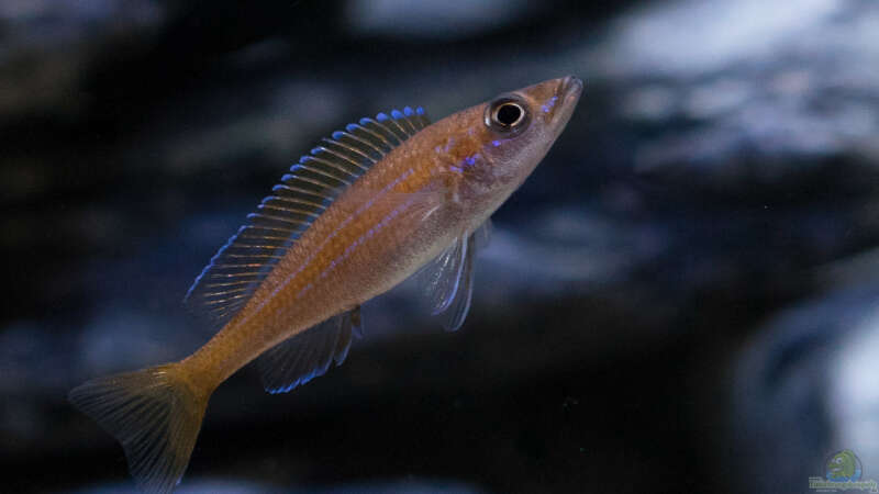 Aquarien mit Paracyprichromis nigripinnis (Neon-Kärpflingscichlide)  - Paracyprichromis-nigripinnisaquarium