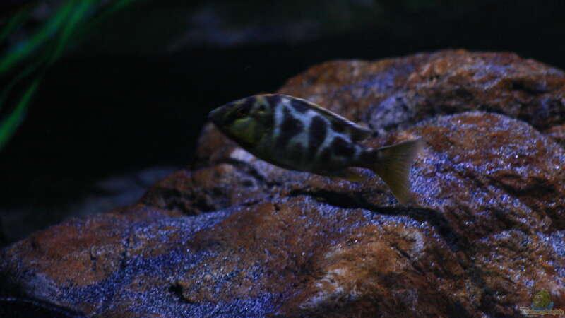 Nimbochromis venustus (bereits ausgezogen) von skipper1202 (51)