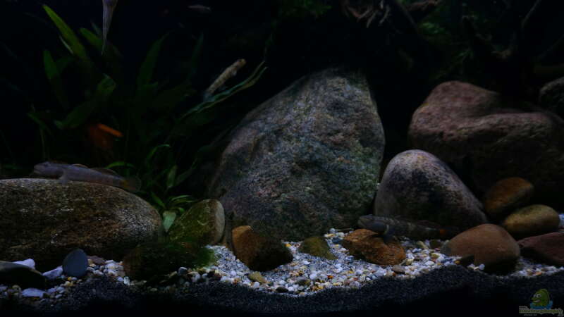 Aquarium Es muss nicht immer Tanganjika sein. von !Fischkopf! (1)