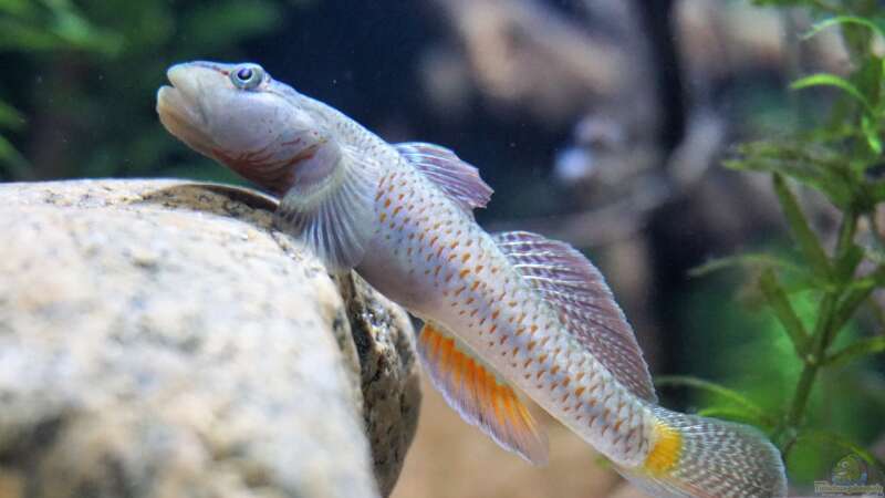 Besatz im Aquarium Es muss nicht immer Tanganjika sein. von !Fischkopf! (53)