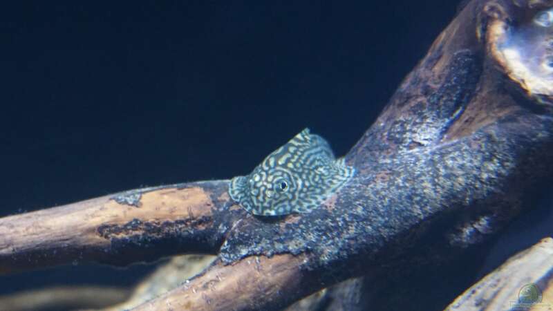 Besatz im Aquarium Es muss nicht immer Tanganjika sein. von !Fischkopf! (59)