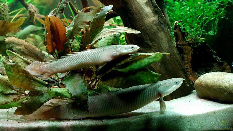 Einrichtungsbeispiele für die Haltung von Polypterus senegalus (Senegal-Flösselhecht) im Aquarium