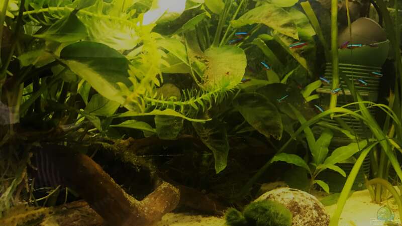 Aquarium kleines grün  (Becken wird aufgelöst) von Raven887 (4)