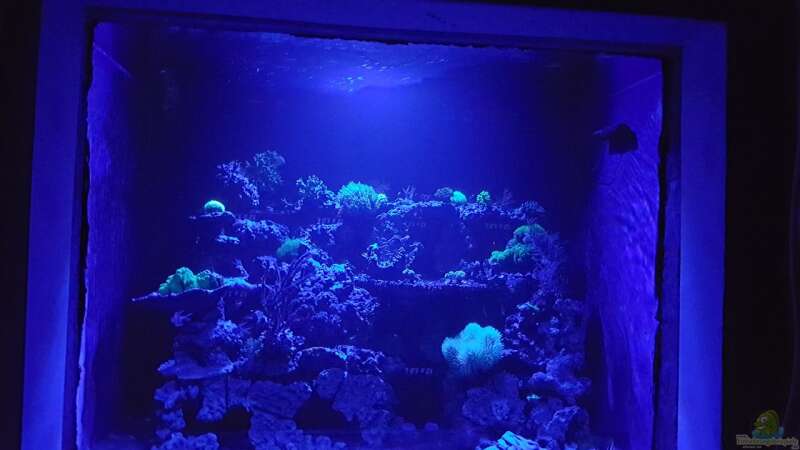 Aquarium Hauptansicht von Mein Reef